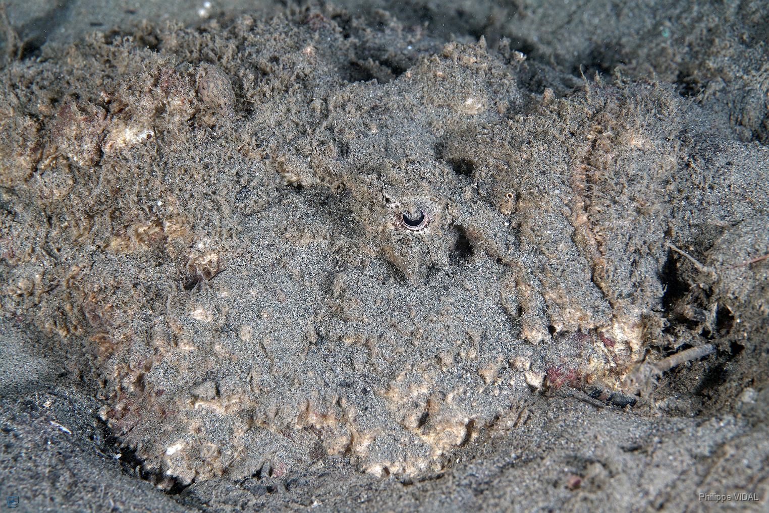 North Sulawesi-2018-DSC03796_rc- Reef stonefish - Poisson Pierre - Synanceia Verrucosa.jpg